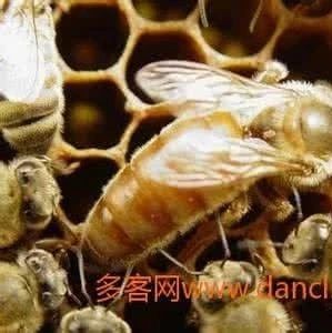 一例蜜蜂群体中毒死亡诊断报告