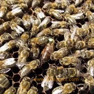 蜜蜂越冬减少原因友防治