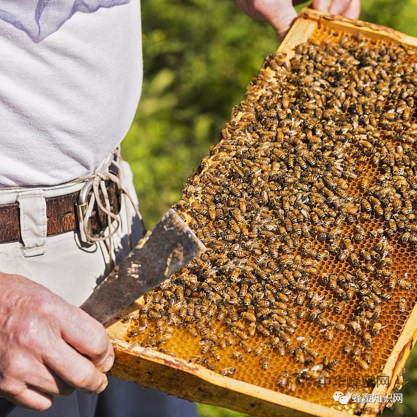 今年蜜蜂价格多少钱及养殖成本