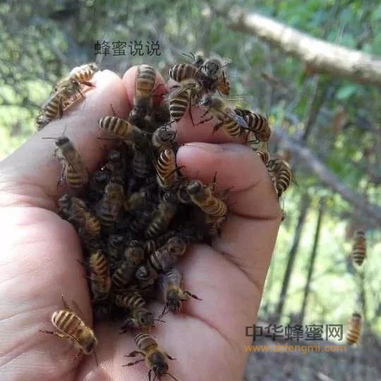 蜜蜂秋季繁殖