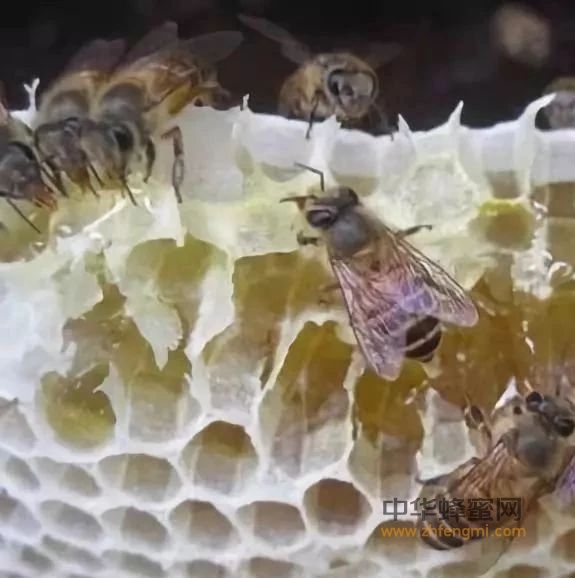 一蜂友谈：关于养中蜂的优势