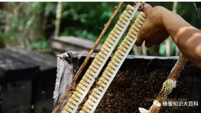 蜂蜜、蜂王浆会导致孩子“性早熟”吗？