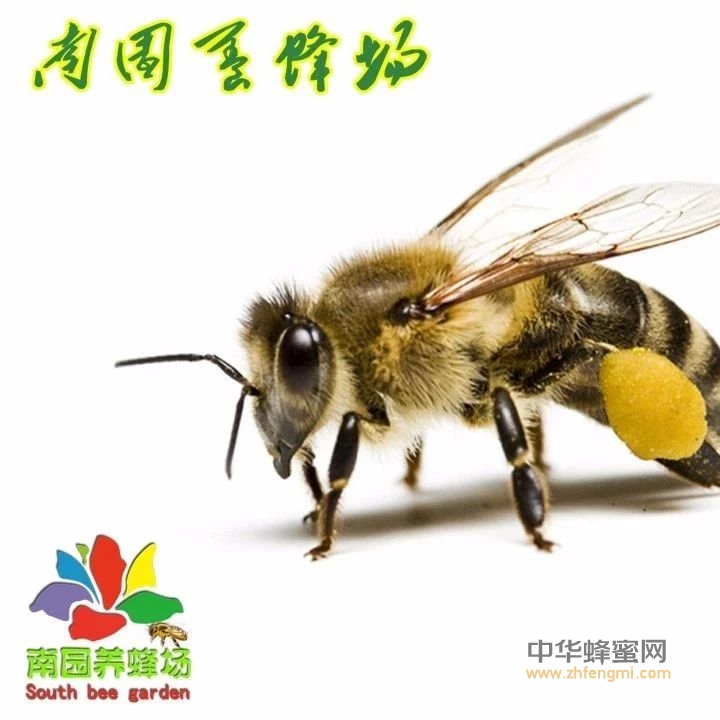 桶养中华蜜蜂的优、缺点