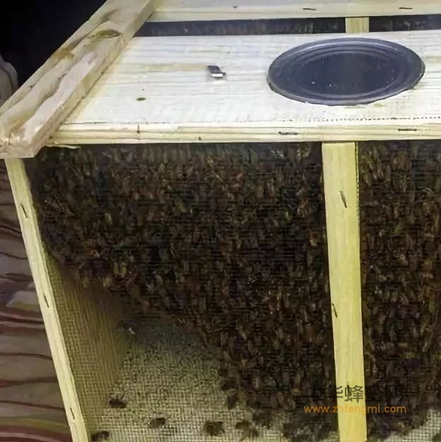 笼蜂饲养管理