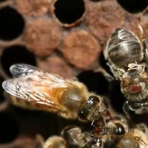 蜂群秋季饲养管理技术