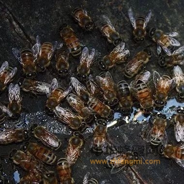 喂蜜蜂，一定要学会喂，才能会喂蜜蜂！