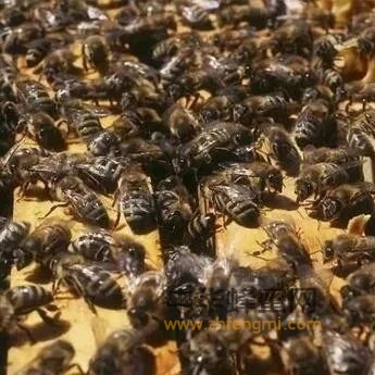 蜜蜂大量死亡祸根在病毒