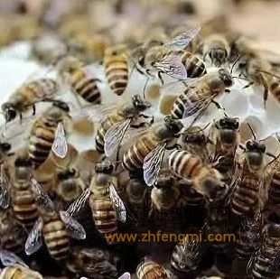 蜜蜂的惊人智慧