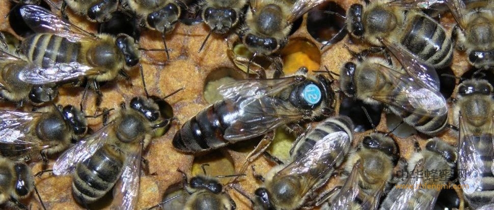 蜂种推介｜吉林省养蜂科学研究所优良蜂种介绍（3）——高加索蜜蜂