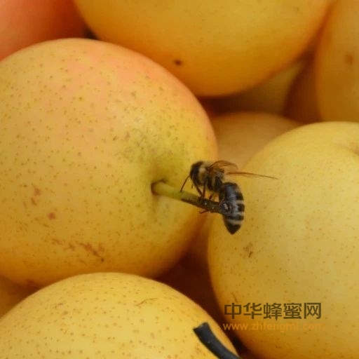 蜜蜂之趣｜小蜜蜂也喜欢水果？