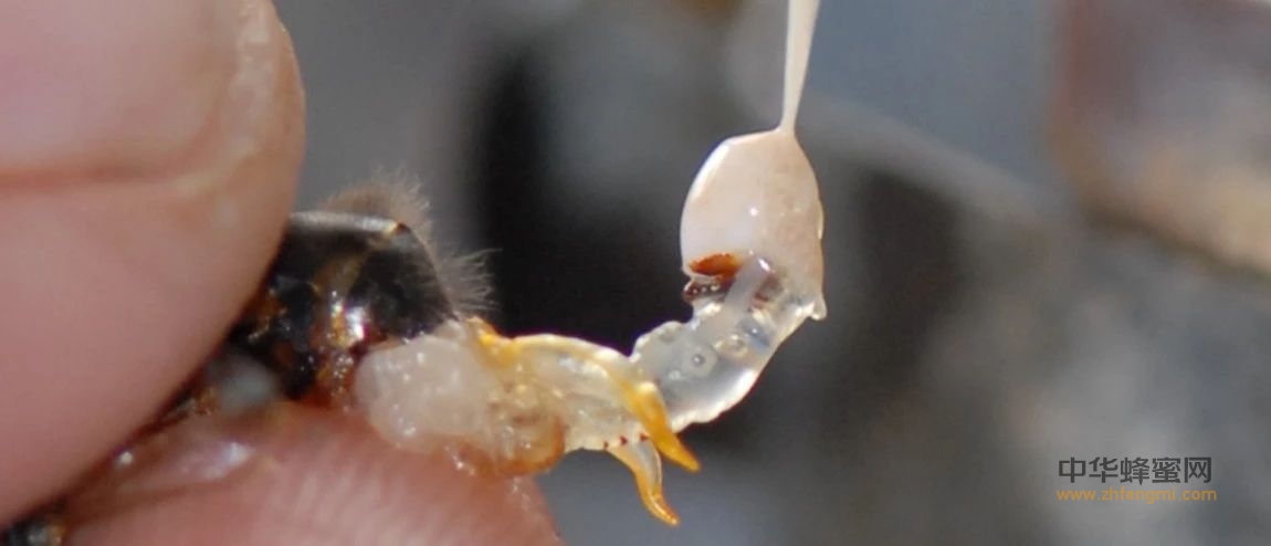 蜜蜂育种｜雄蜂精液采集量与季节环境变化关系的研究
