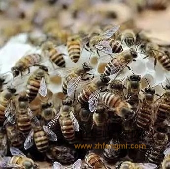 蜜蜂的群居生活