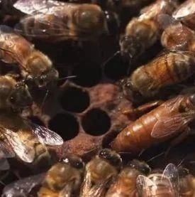 蜂王的体色、大小的变化，也是预测蜂群状况的方法
