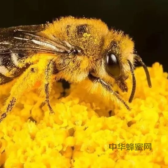 美肤达人教你用蜂花粉，3招让你的皮肤有弹性、光滑又洁白！