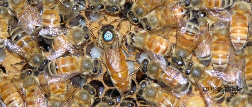 蜂种推介｜吉林省养蜂科学研究所优良蜂种介绍（4）——黄环系蜜蜂