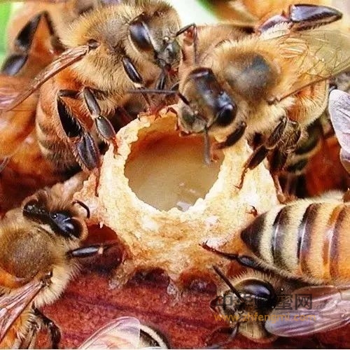蜂王浆应对骨质疏松