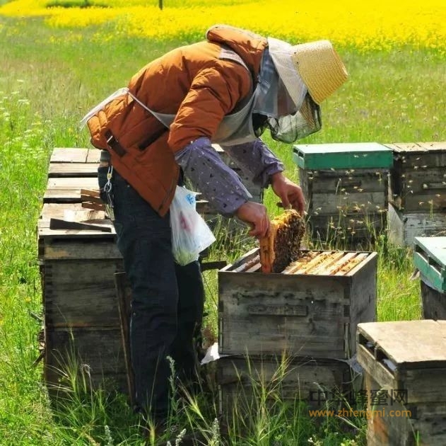 蜜蜂养殖10大忌