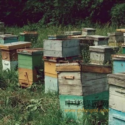 【养蜂技术】蜂群冬季巧管理