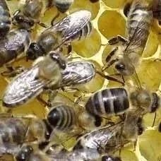 蜂王体重与蜂王质量的关系