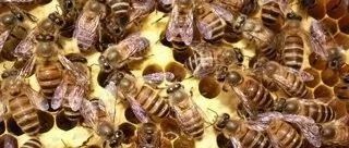 蜜蜂越冬要“十防”