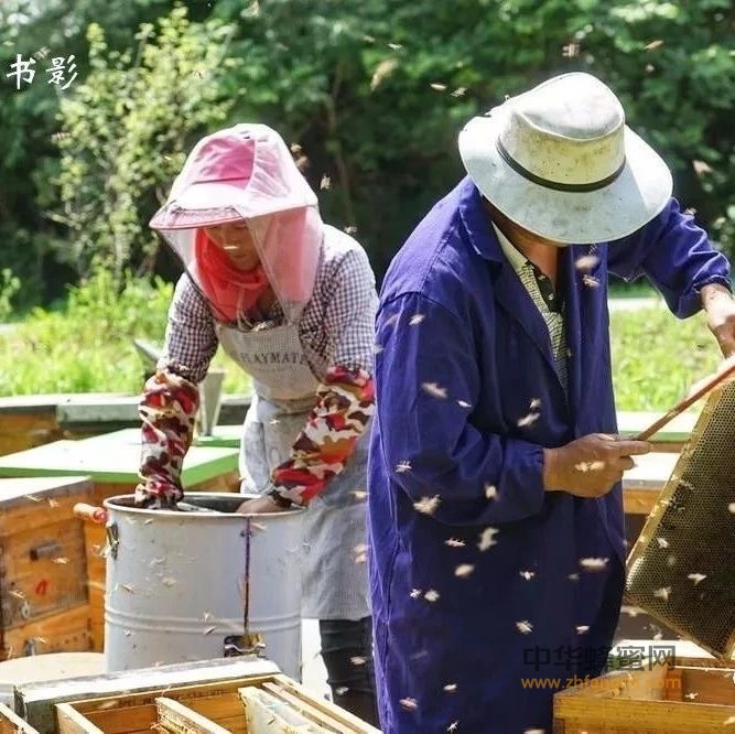 ​驯蜂是养蜂业的里程碑