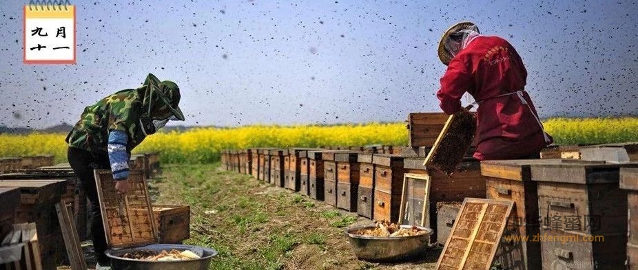 四十年老蜂农：只有真蜂蜜才结晶，真蜂蜜才有气泡！