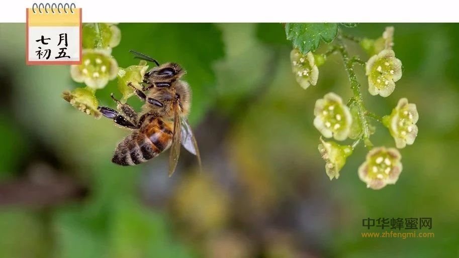 今年养蜂惨、成本高，你还相信低价能买到好蜂蜜？