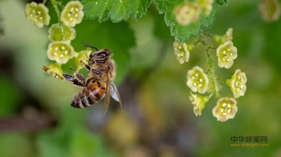 蜂蜜结晶的误区和成因