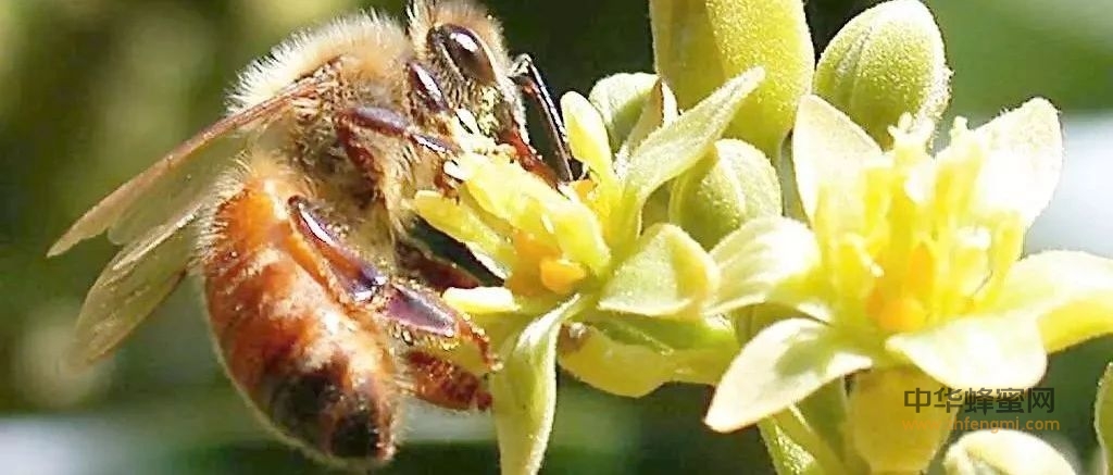 你了解蜂蜜是怎样酿造出来的吗？