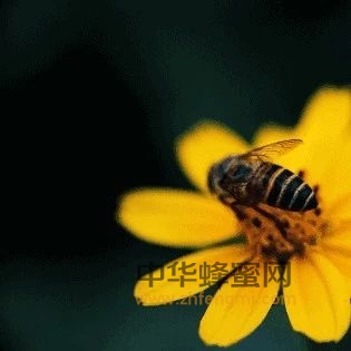 蜂胶在生活中的妙用