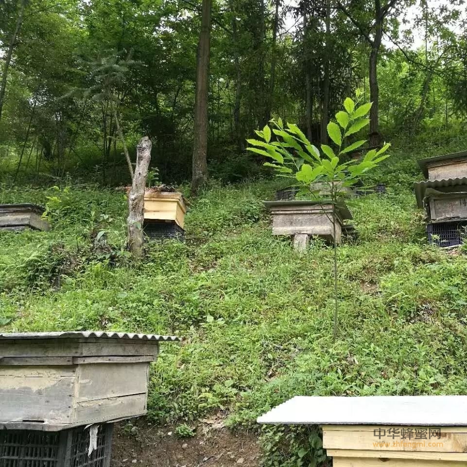 蜜蜂春季管理方案