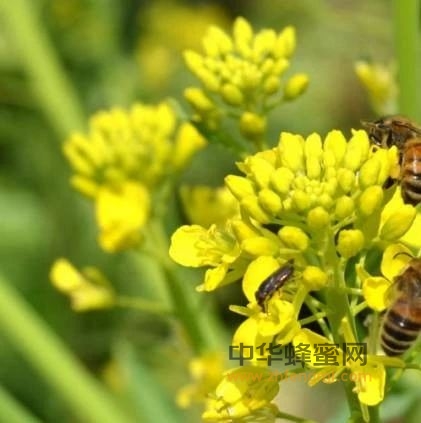 寻找野蜂的八大方法，有经验的蜂农都这么干！