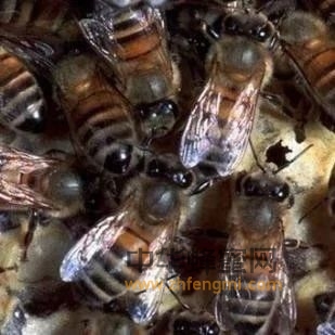 越冬期蜜蜂下痢及防治方法