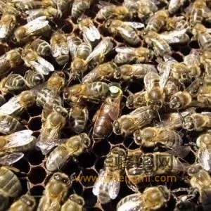 重视推广蜜蜂授粉鼓励扶持发展养蜂