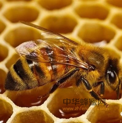蜂蜜祛斑的妙用