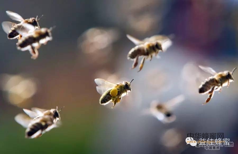 慎入！蜜蜂的变态成长过程