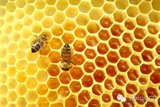 蜂蜜和生姜的故事你知道多少？