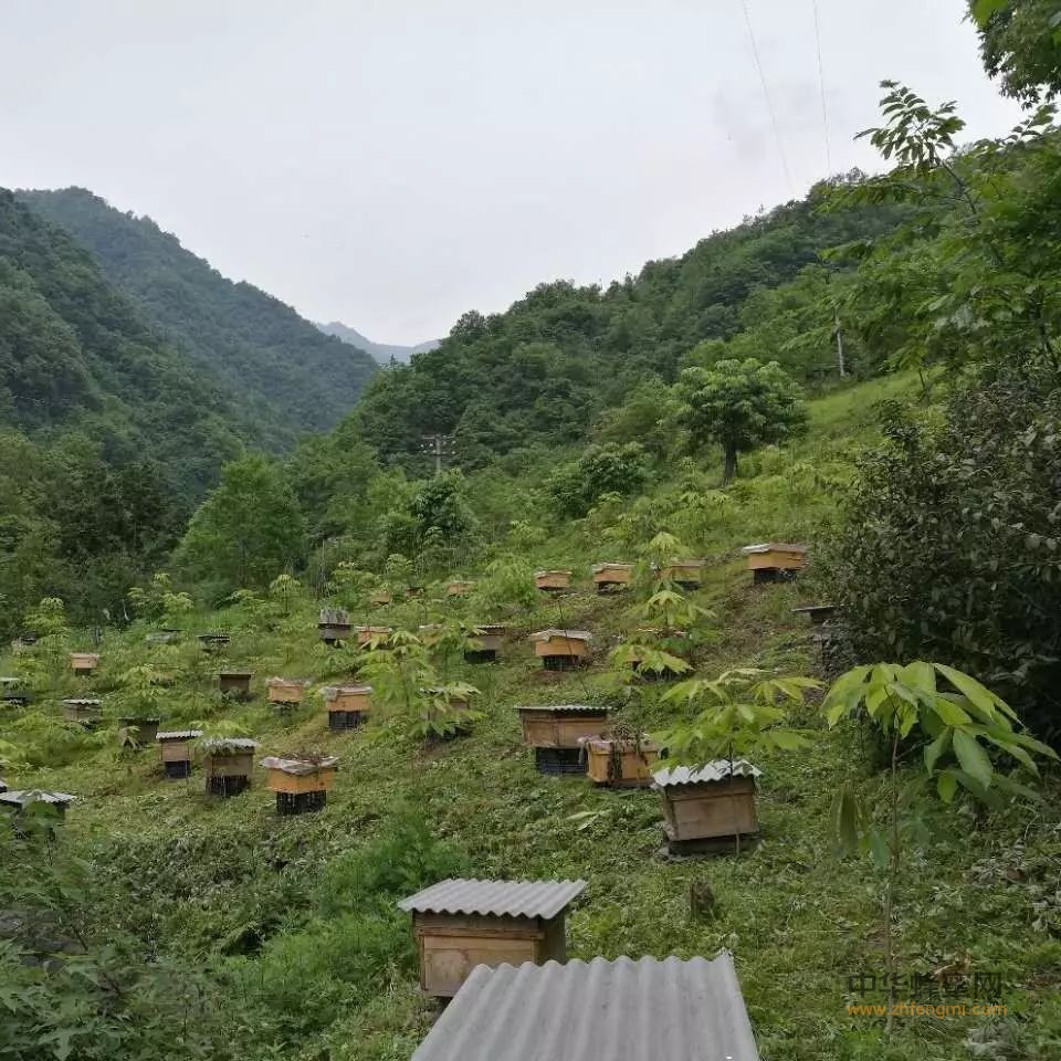 不同的季节蜜蜂养殖管理