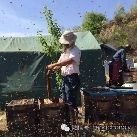早备足蜂群越冬饲料好处多！