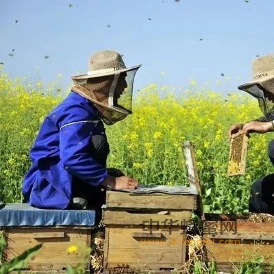 20年后中国蜂农会是什么样？