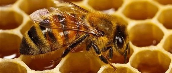 蜂蜜可以祛斑，5个小窍门需谨记！