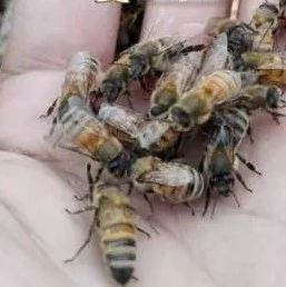 以毒攻毒，蜜蜂蜇人也能治病！