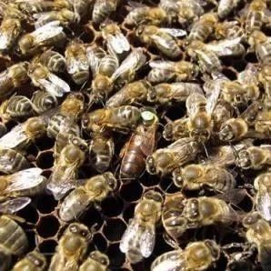 保护蜜蜂安全越冬