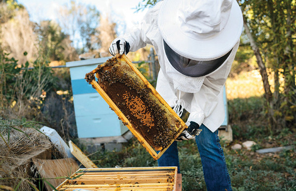 养蜂 养蜂人 养蜂故事 黑龙江