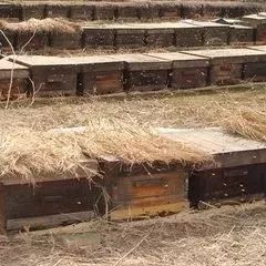 寒地室外越冬蜂群的箱外观察及简单处理