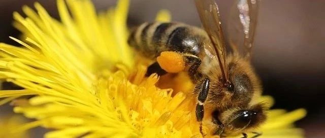 蜂花粉：永葆青春和健康的源泉！