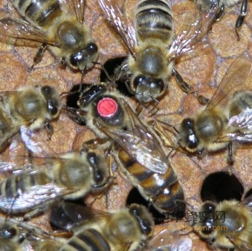 蜂种推介｜吉林省养蜂科学研究所优良蜂种介绍（14）——卡尼鄂拉蜜蜂
