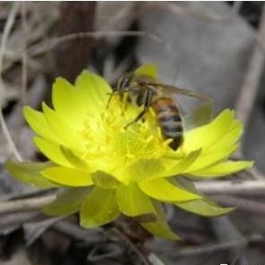 蜜蜂饲养｜早春蜂群快速复壮的措施