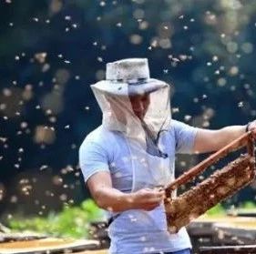 【养蜂技术】蜂群管理八大法