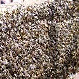 冬末春初，蜂群复壮期的高效管理措施